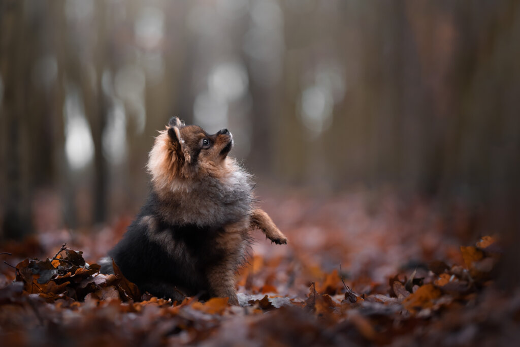 Tierfotografie Erlangen