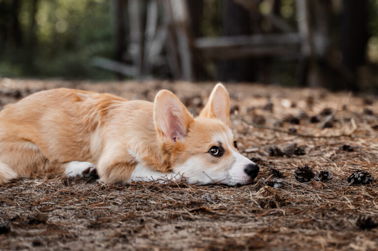 Paarshooting mit Hund in Erlangen